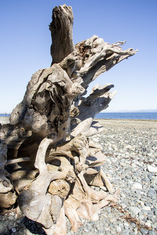 Weathered Tree Roots