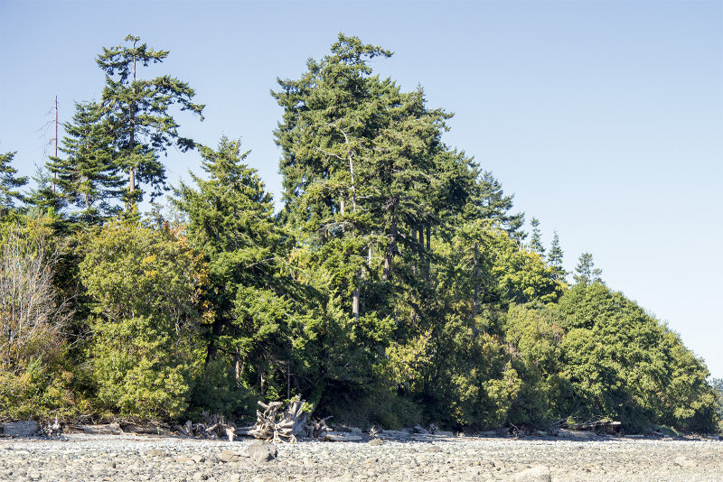Beach - Tree Line