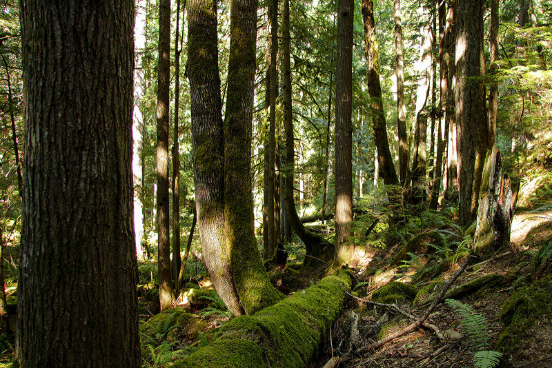 Forest Scene