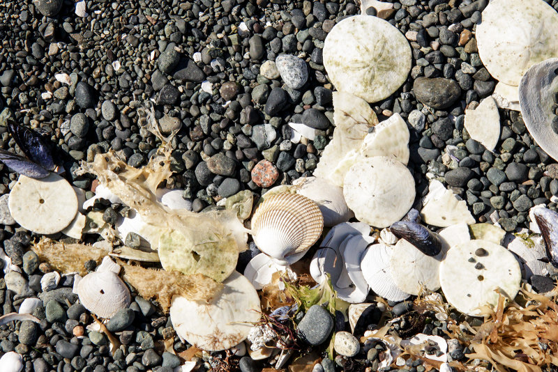 Sand Dollar Collection 