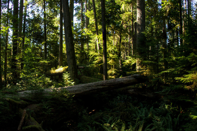 Cathedral Grove - MacMillan Provincial Park