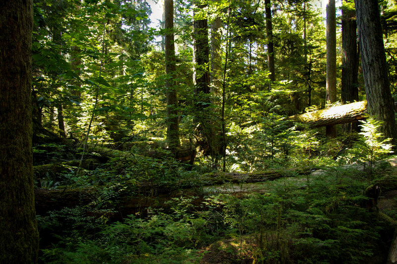 Cathedral Grove - MacMillan Provincial Park