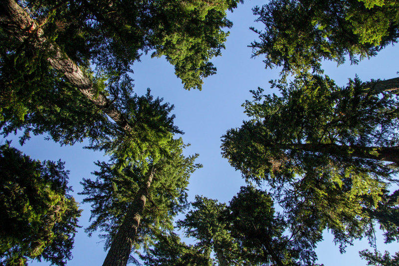 Cathedral Grove - MacMillan Provincial Park