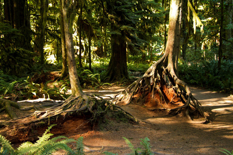 Cathedral Grove - MacMillan Provincial Park