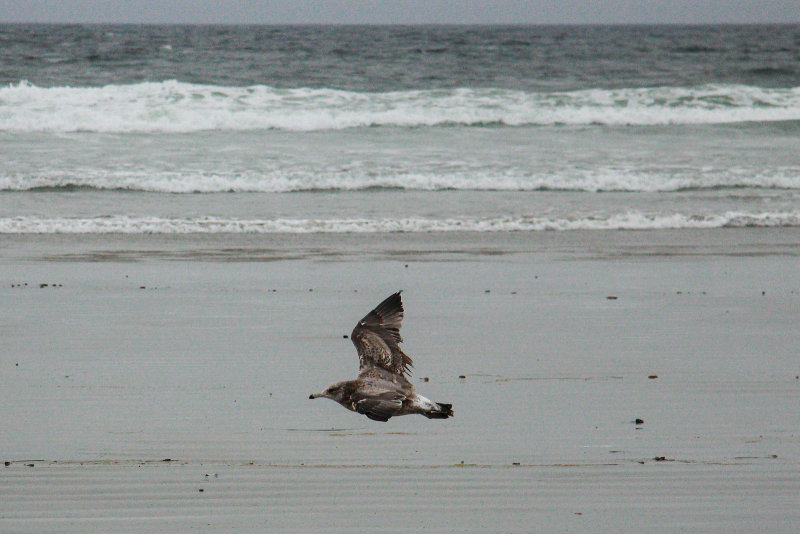 Gull
