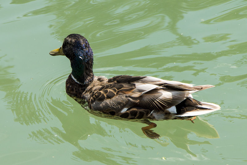 Mallard