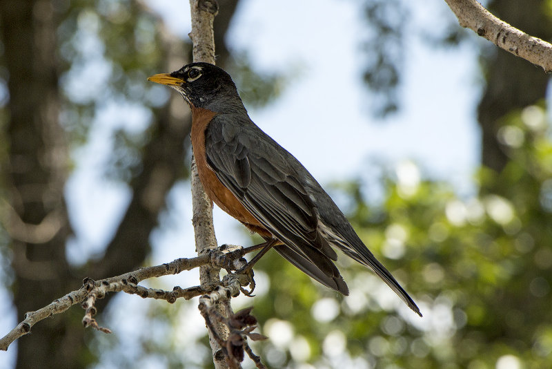 American Robin