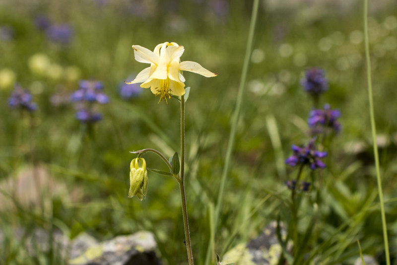 Yellow Columbine