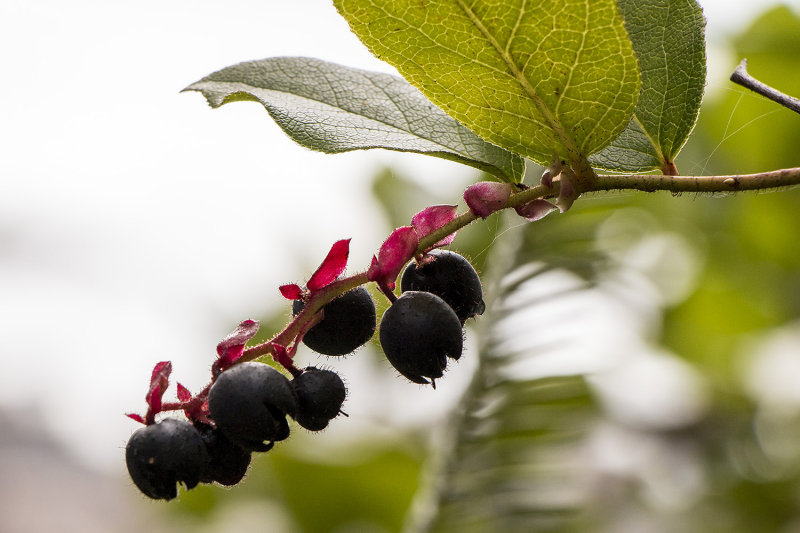 Salal Berries