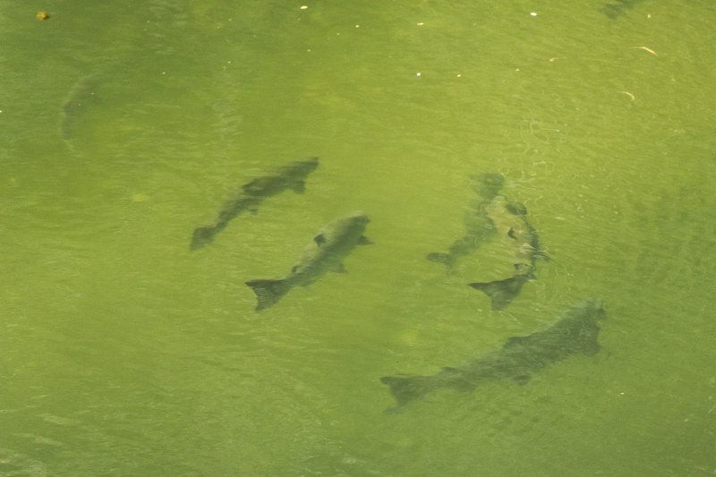 Salmon at Thornton Creek