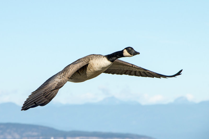 Canada Goose