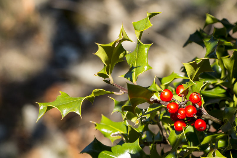 Holly