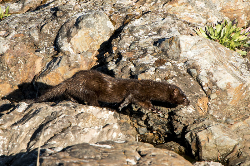 Mink