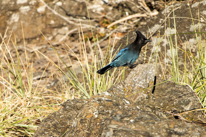 Stellars Jay