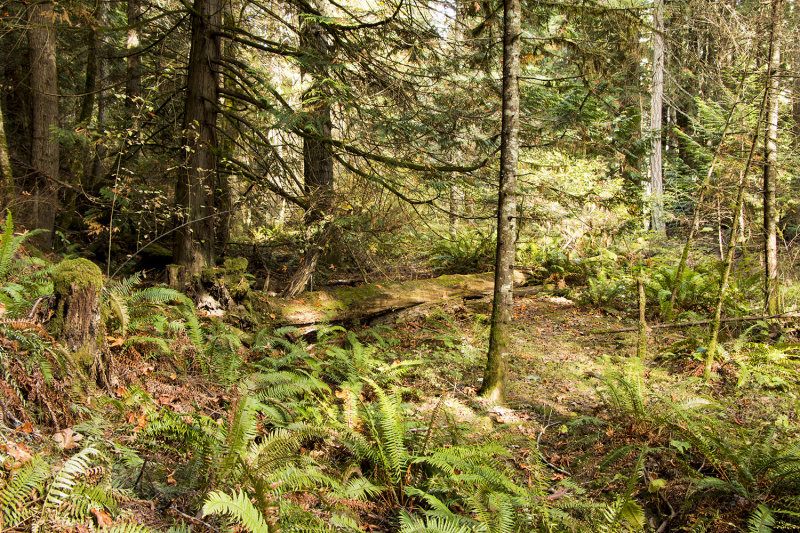 Forest Scene, Top Bridge, Englishman River
