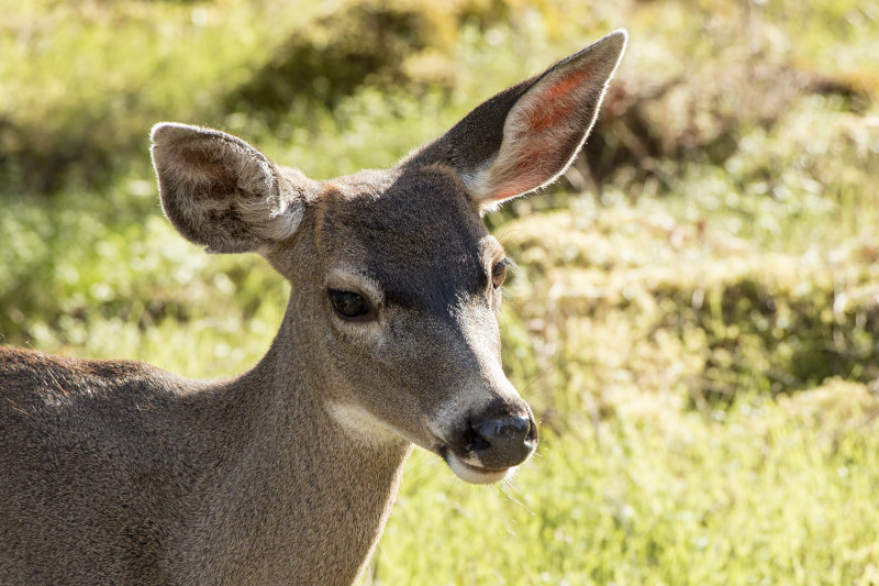 Black-tailed deer