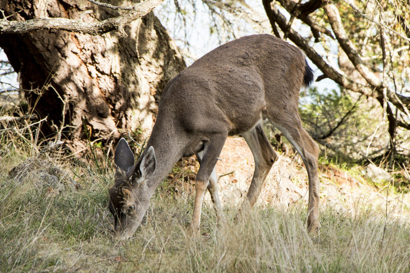 Black-tailed deer