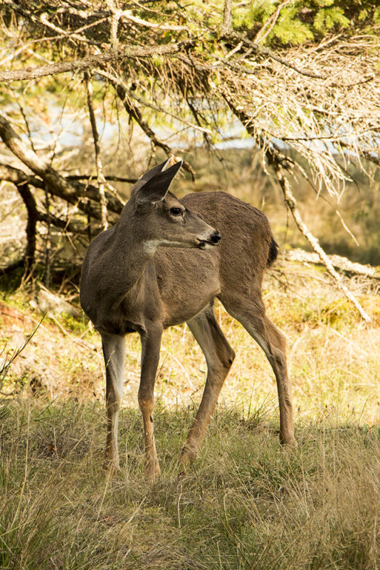 Black-tailed deer