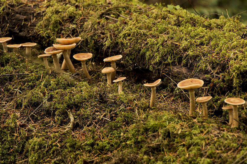 Mushrooms, MacMillan Provincial Park
