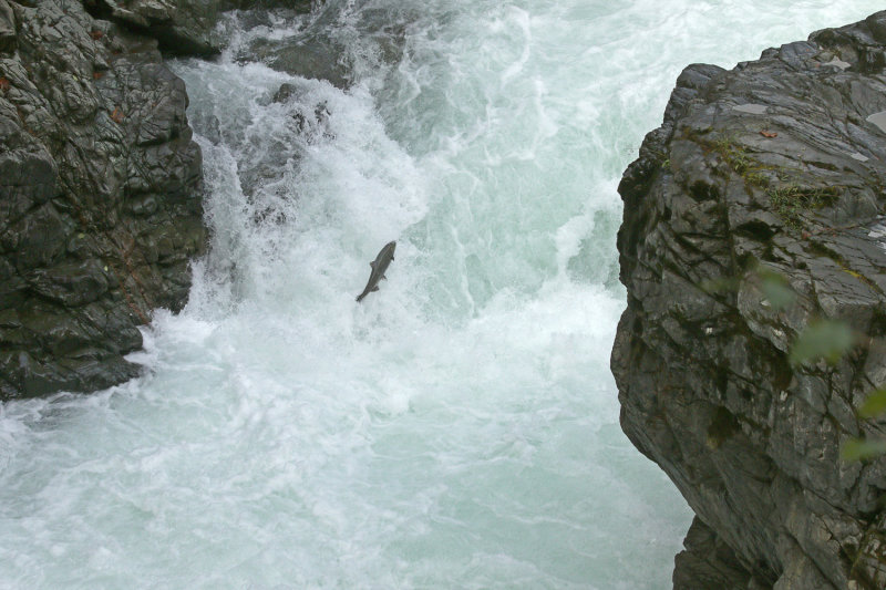 Stamp River Salmon Run