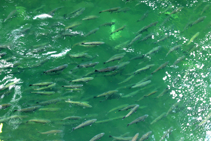 Stamp River Salmon Run