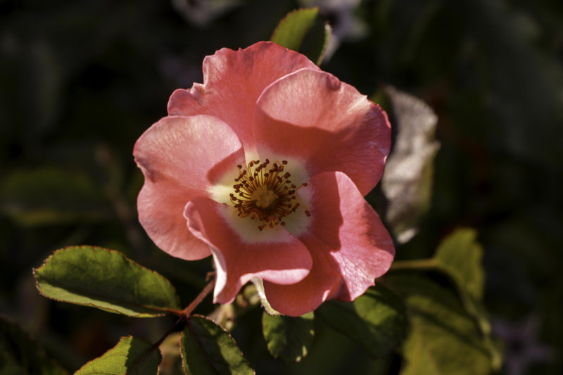 Wild Rose