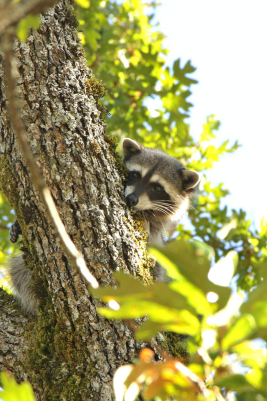 Rocky Raccoon 