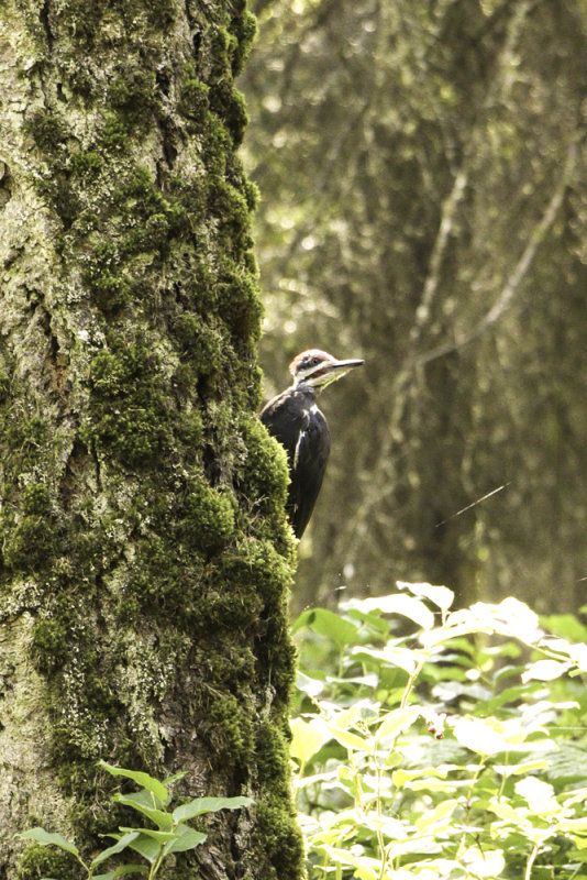 Pileated Woodpecker