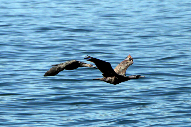 Low Flying Comorants