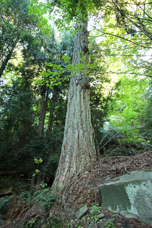 Large Fir Growing Around Rock