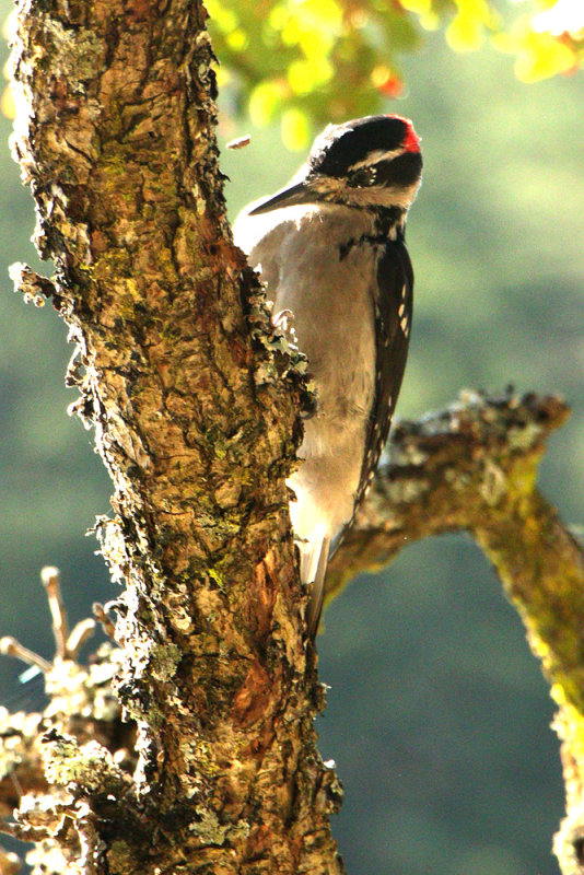 Downy Woodpecker