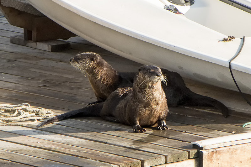 River Otters