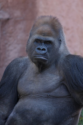 Kakinga male silver-back gorilla
