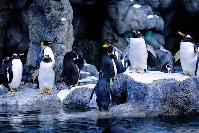 Penguin Plunge Calgary Zoo