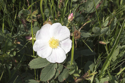 White Alberta Wild Rose