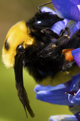 Bumble Bee (Close-up)