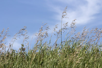Prairie grass and an Alberta blue sky II