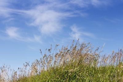Prairie grass and an Alberta blue sky III