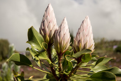 Protea buds