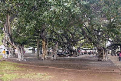 The Banyan Tree, Lahaina