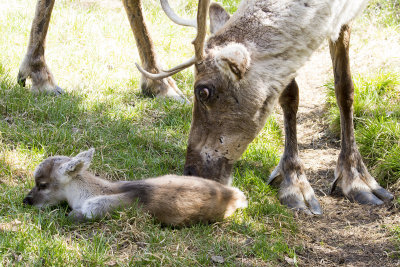 Newborn Caribou Calf & Mother
