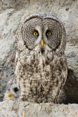 Great Grey Owl