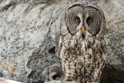 Great Grey Owl