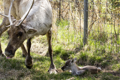 Newborn Caribou Calf & Mother