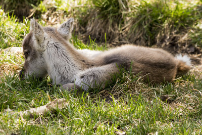 Newborn Caribou Calf