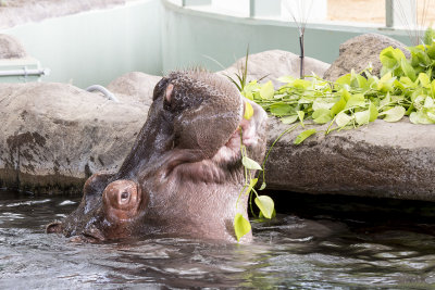 Calgary Zoo - May 2014