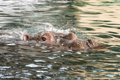 Hippopotamus