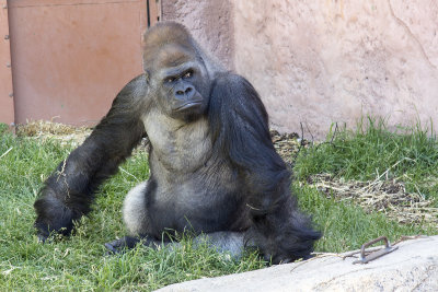 Kakinga male silver-back gorilla