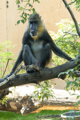 Mandrill