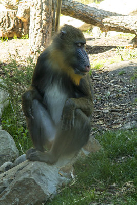 Mandrill